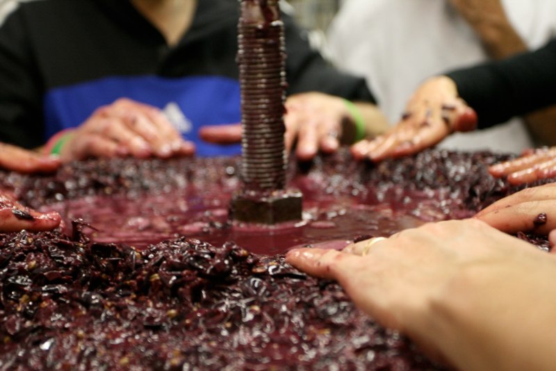 Westchester grape pressing