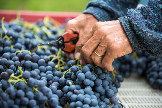 Grape Selection