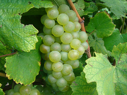 Chardonnay