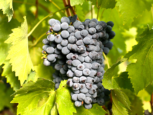 Sangiovese